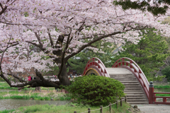 称名寺の桜