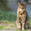 葉山の猫