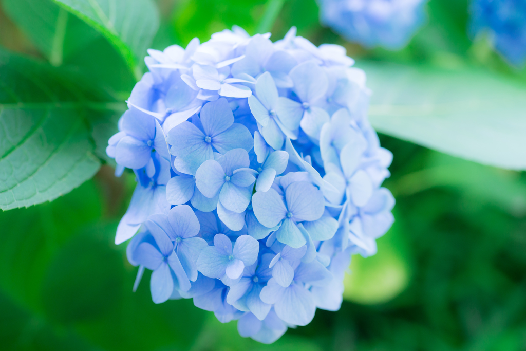 白山神社　紫陽花