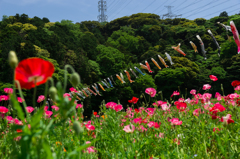 くりはま花の国