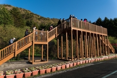 富士芝桜まつり2021