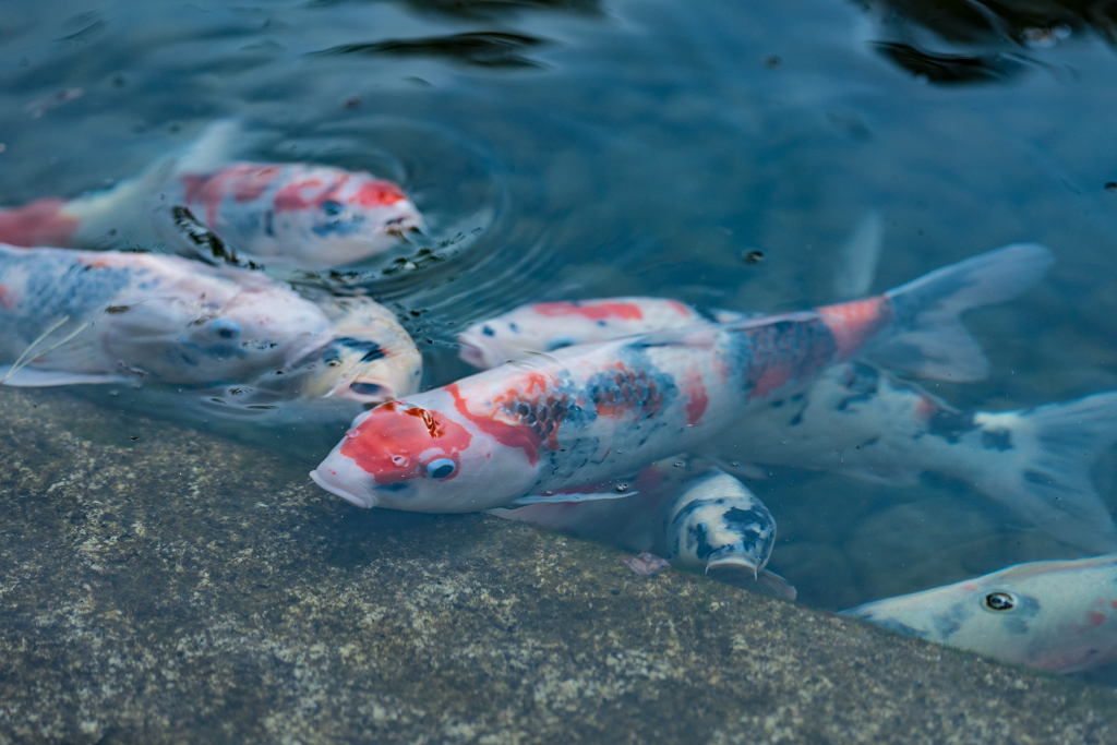 葉山しおさい公園