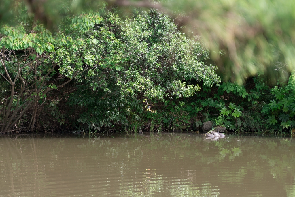 カワセミがどこにいるか分かりますか？