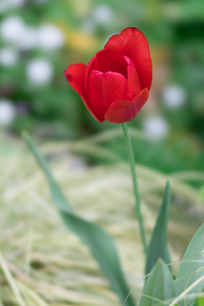 横浜公園の花