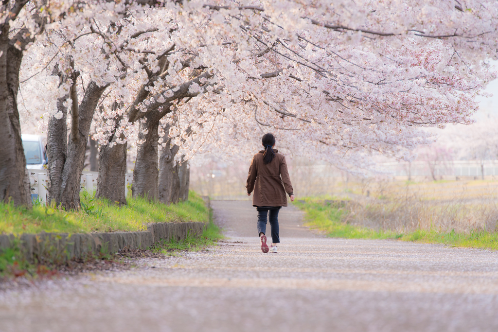 秦野・水無川河川敷の桜