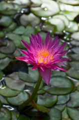 FE 90mm F2.8 Macro G OSS TEST