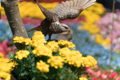 春の横浜スナップ