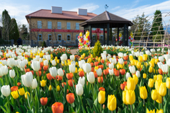 花菜ガーデン・アイスチューリップ 