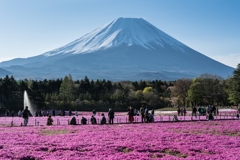 富士芝桜まつり2021