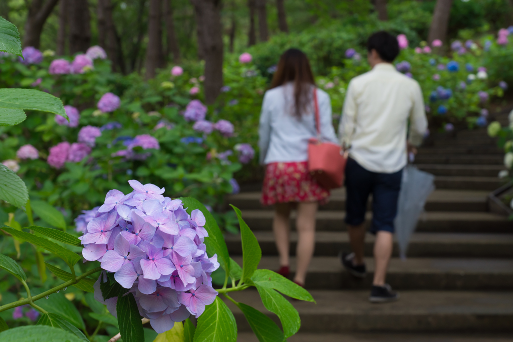 八景島 2015-06-21 blog #5