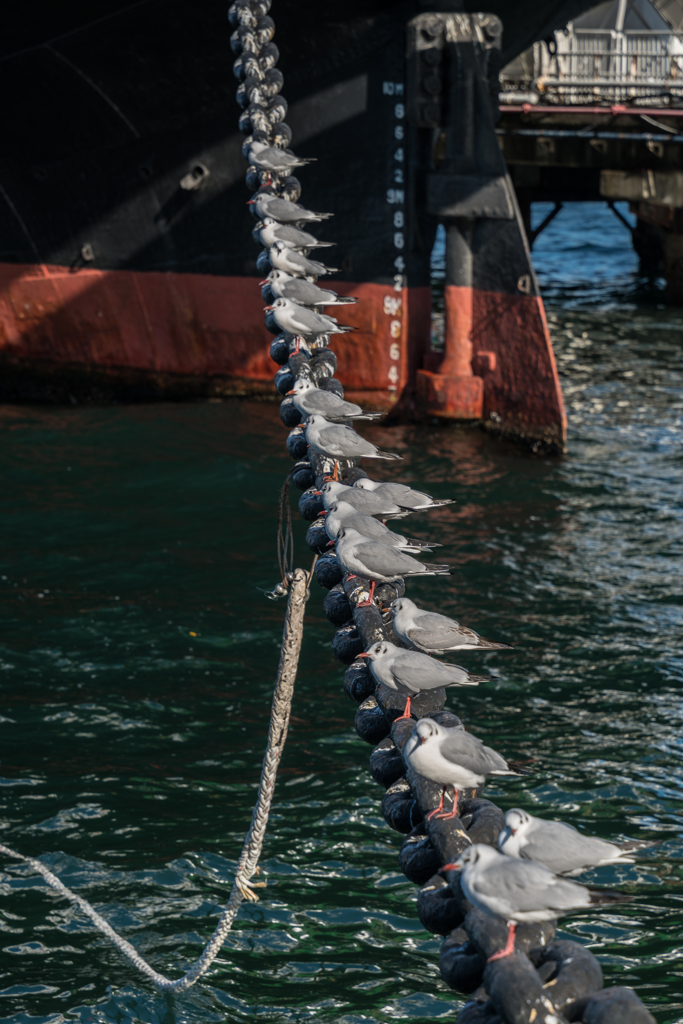 2021-01-31 山下公園