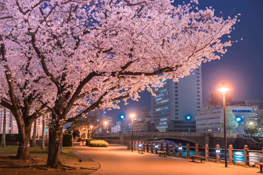 汽車道の桜