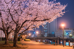 汽車道の桜