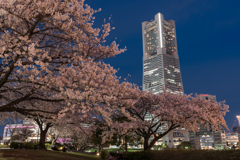 汽車道の桜