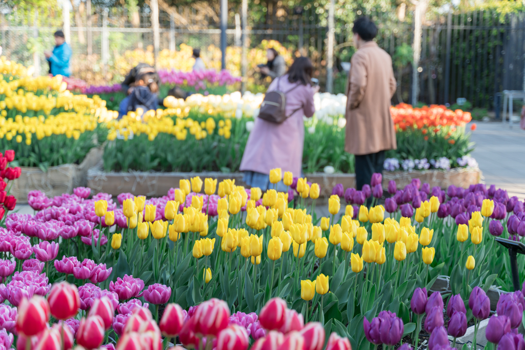 江ノ島　アイスチューリップ