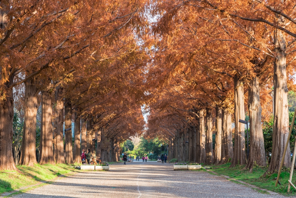 平塚総合公園メタセコイア