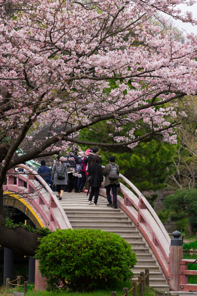 2016 称名寺の桜