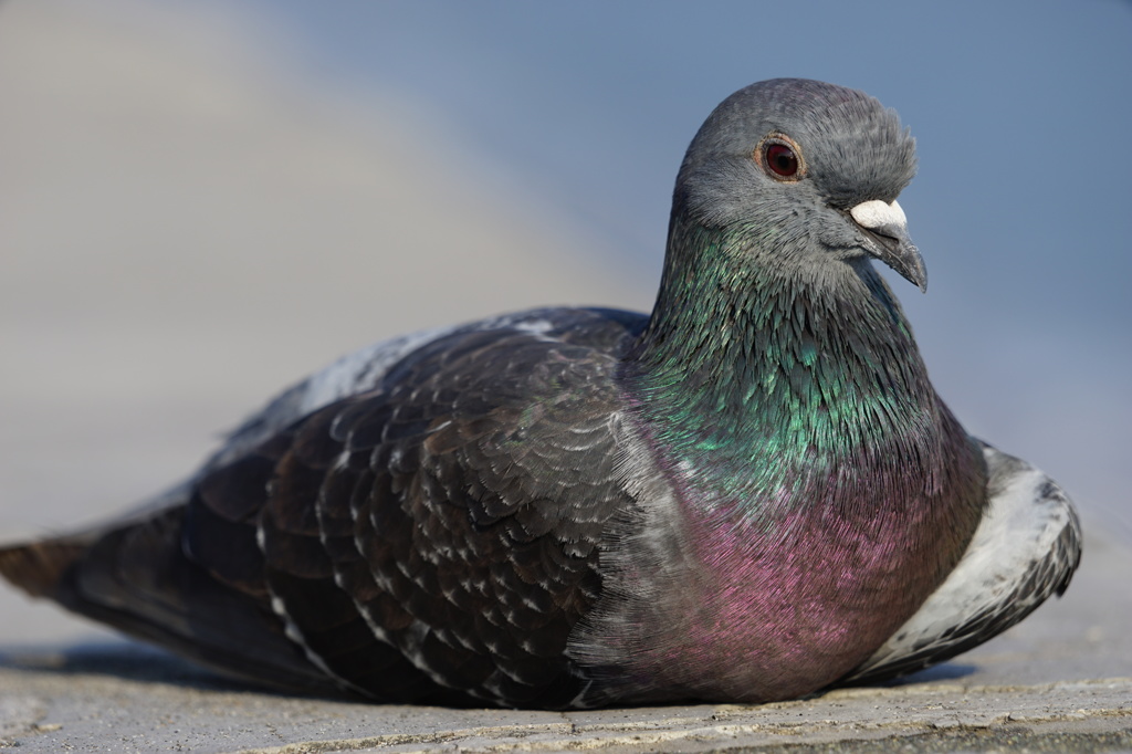 400mmで撮る鳩　トリミング無し