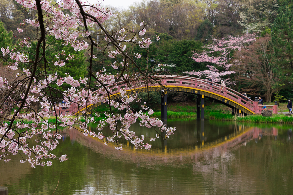 2016 称名寺の桜