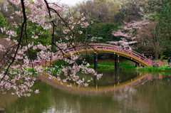2016 称名寺の桜