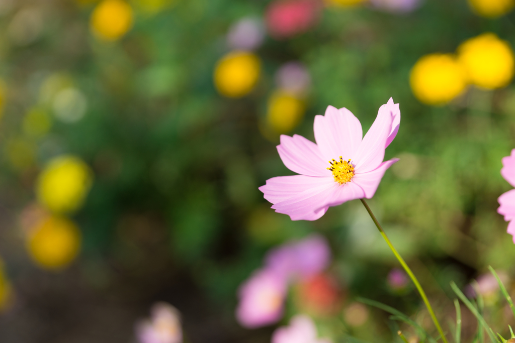 花菜ガーデン