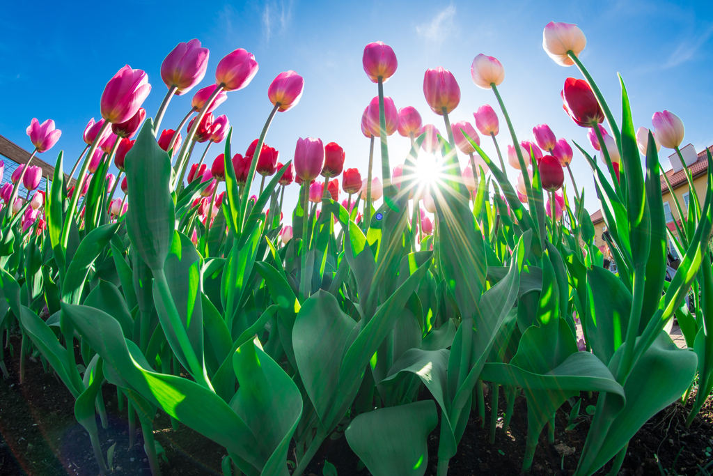 花菜ガーデン　チューリップ