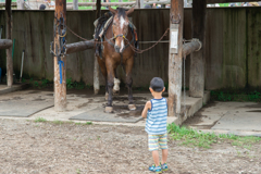 滝沢牧場の馬