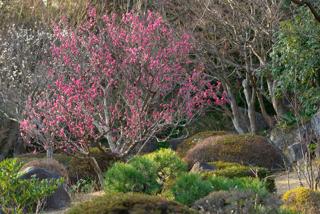 葉山しおさい公園