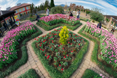 花菜ガーデン　チューリップ