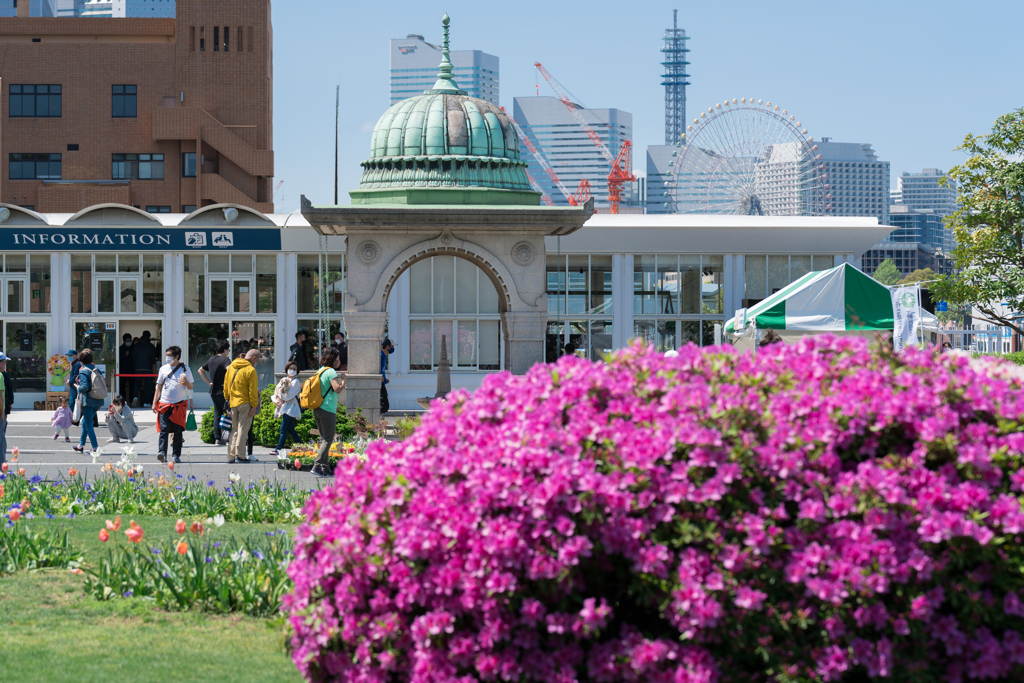 春の横浜スナップ