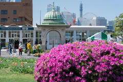 春の横浜スナップ