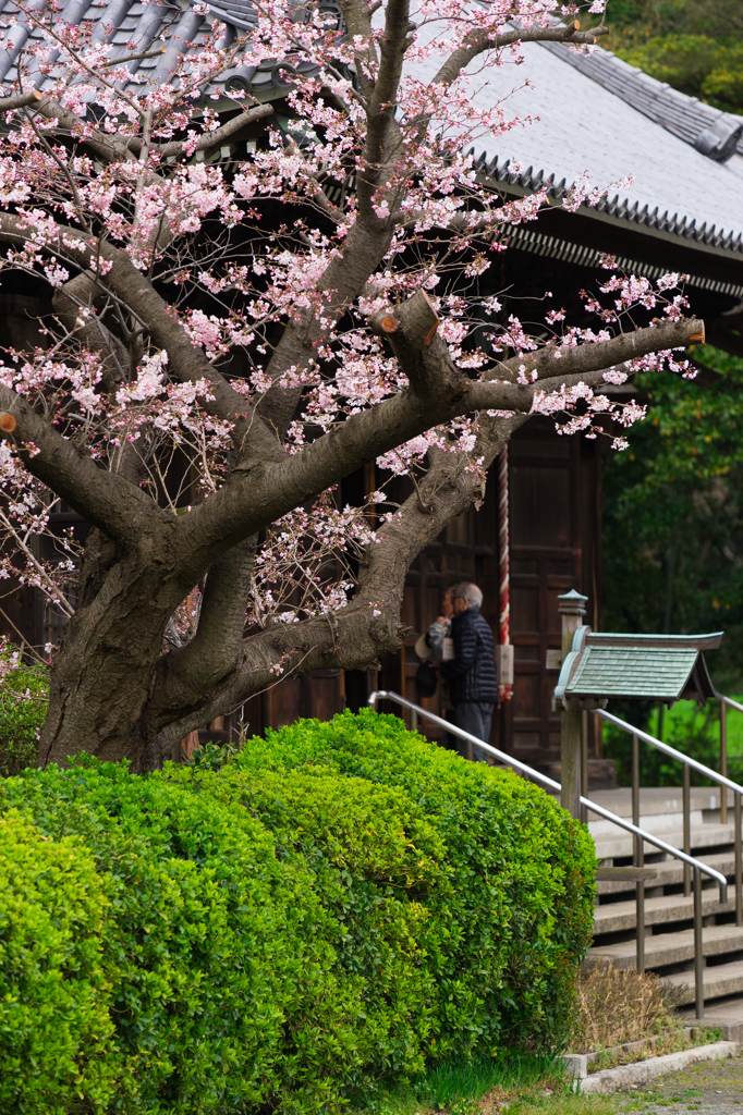 2016 称名寺の桜