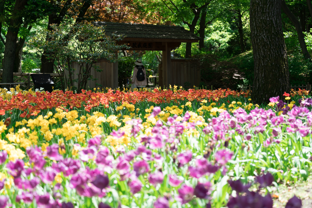 春の横浜スナップ