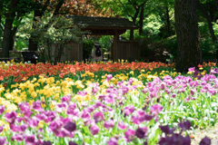 春の横浜スナップ