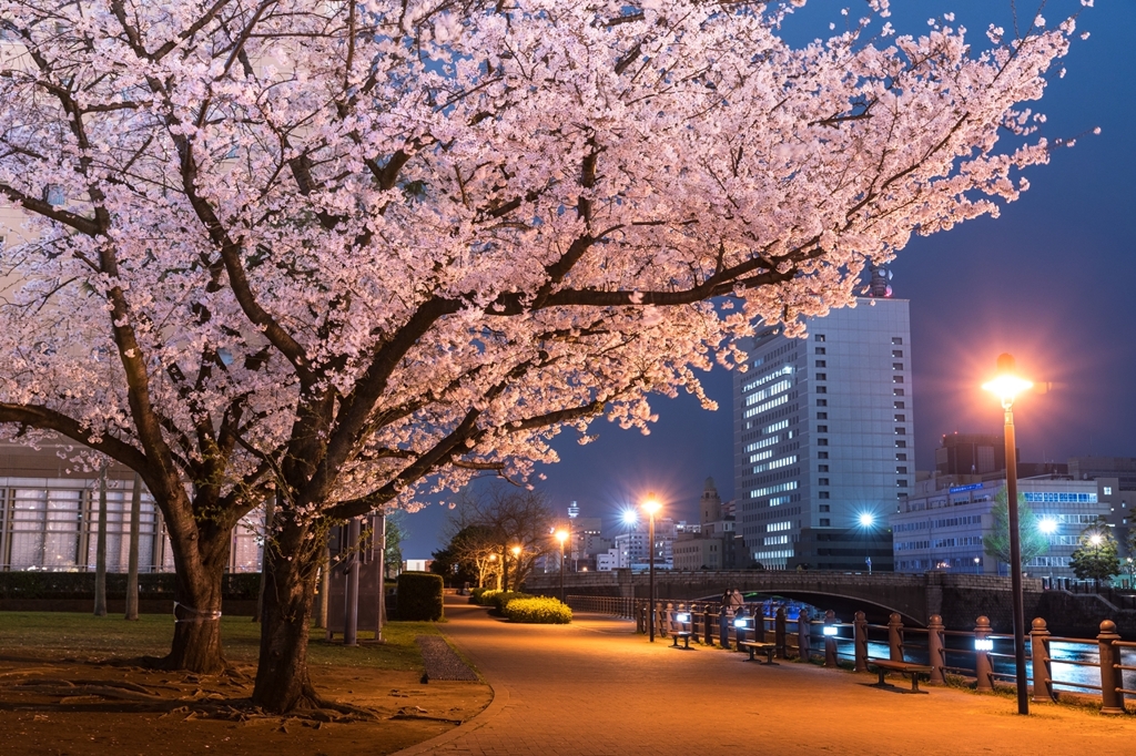 汽車道の桜