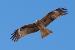 ソレイユの丘にいた鳶