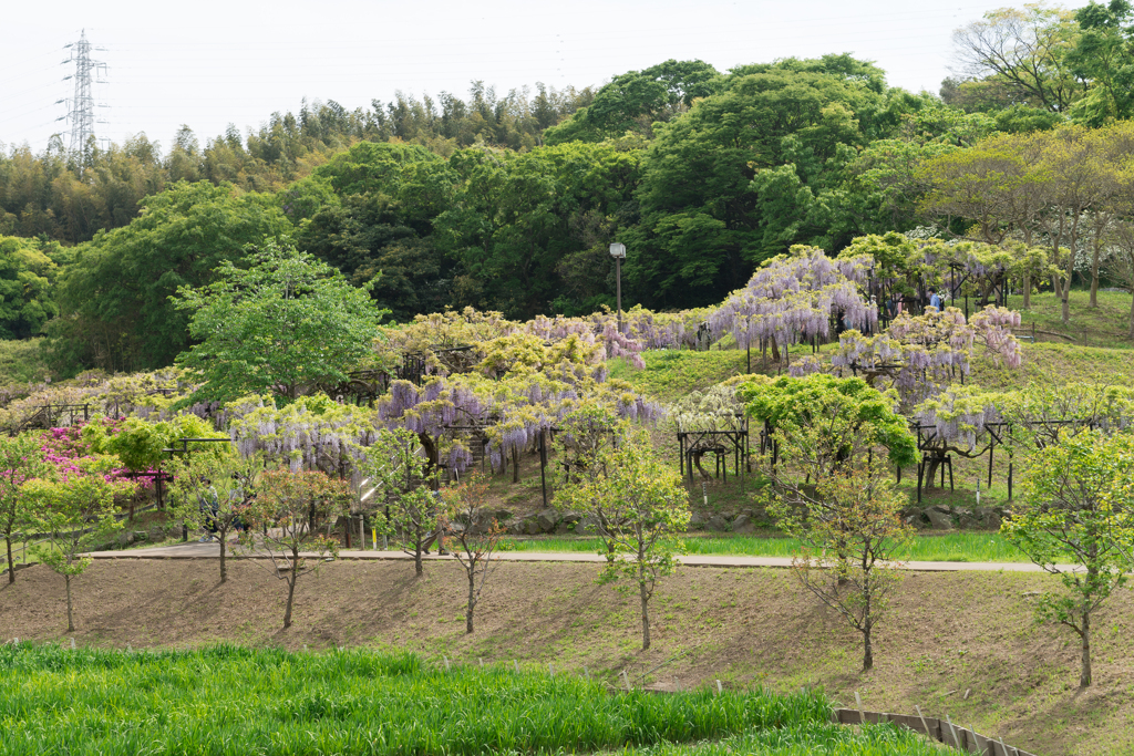 横須賀しょうぶ園