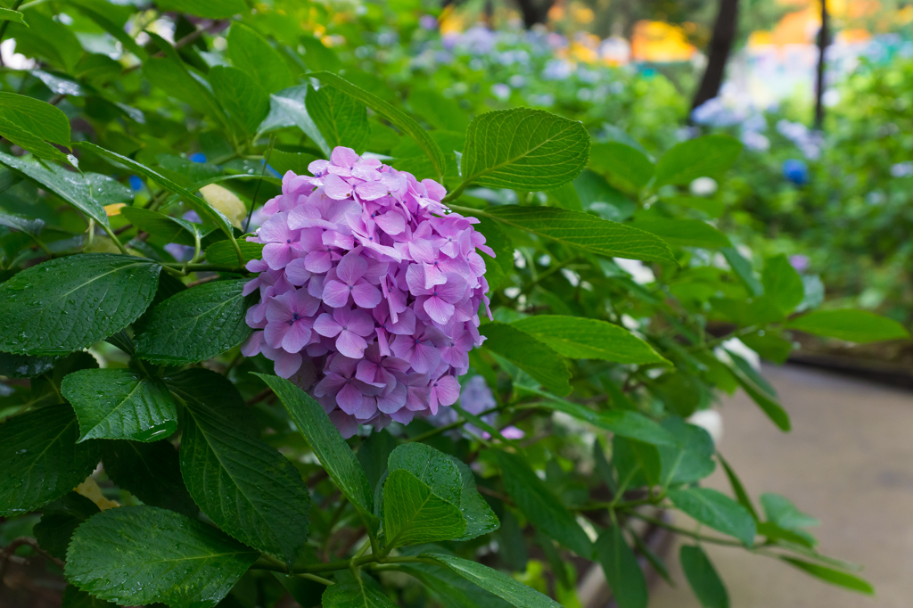 2015-06-22 八景島紫陽花祭り #15