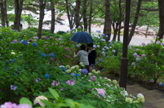 2015-06-22 八景島紫陽花祭り #12