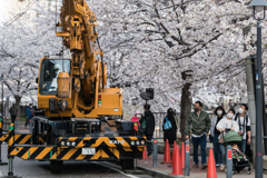 大岡川の桜