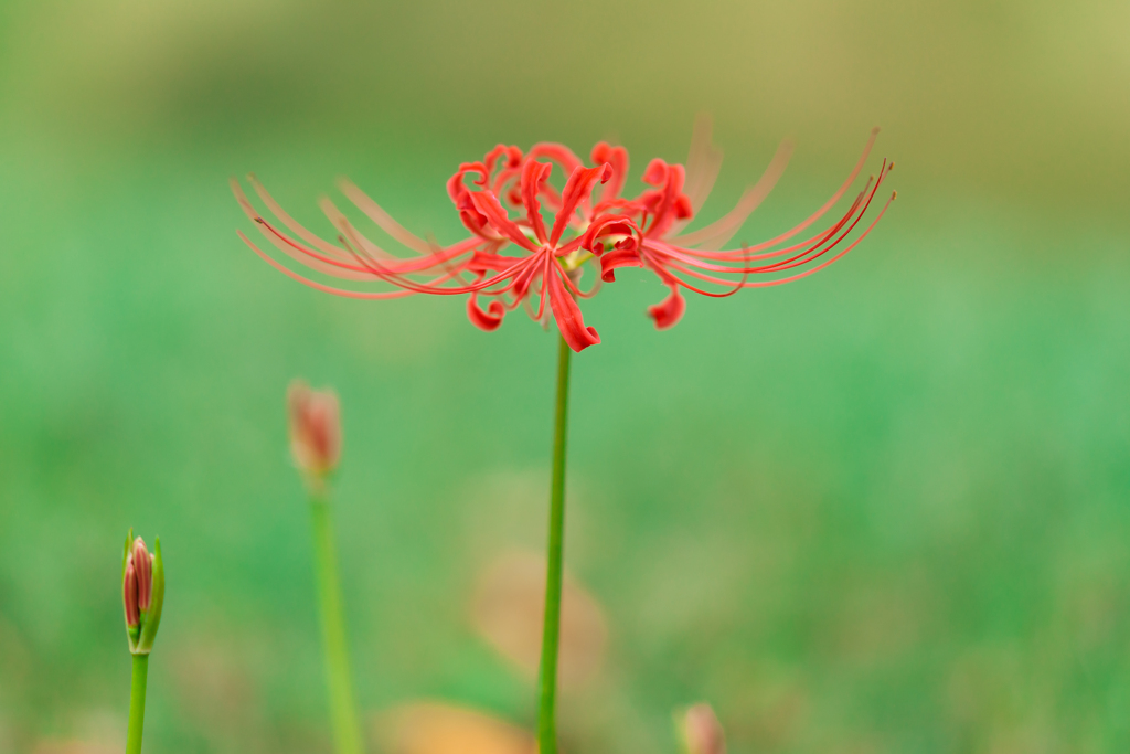 称名寺スナップ