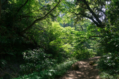 山の中散歩