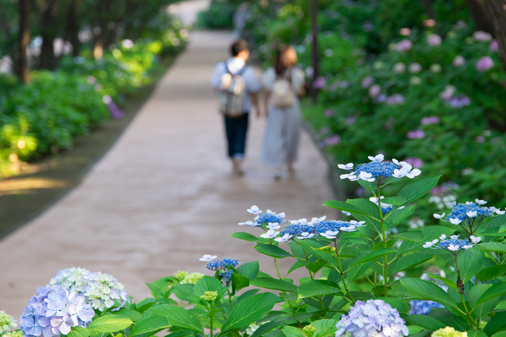 八景島あじさい祭り
