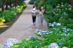 八景島あじさい祭り