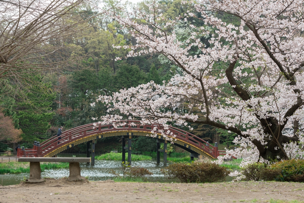 称名寺の桜