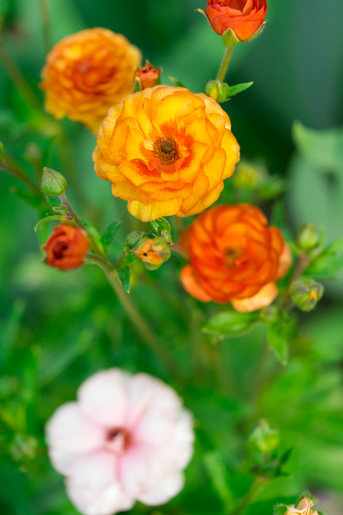 横浜スナップ　花