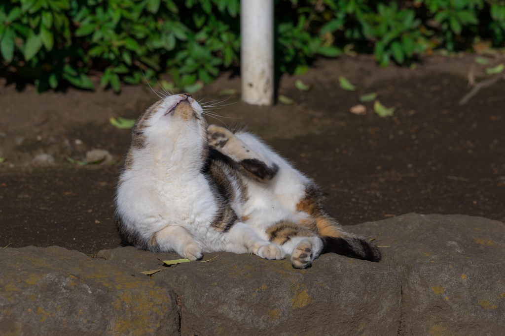 平塚総合公園の猫