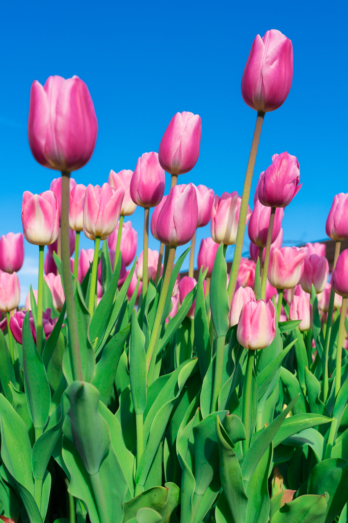 花菜ガーデン・アイスチューリップ 