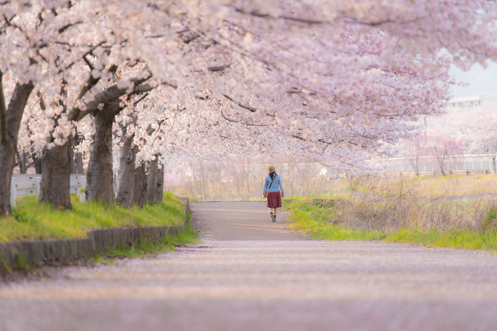 秦野・水無川河川敷の桜