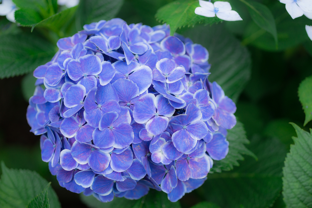 白山神社　紫陽花